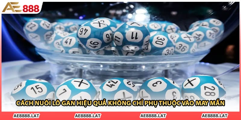 Cách nuôi lô gan hiệu quả không chỉ phụ thuộc vào may mắn